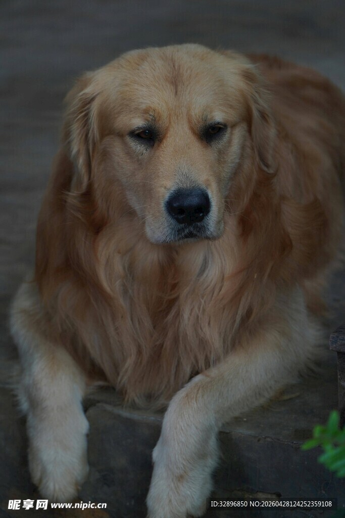 趴着的金毛犬