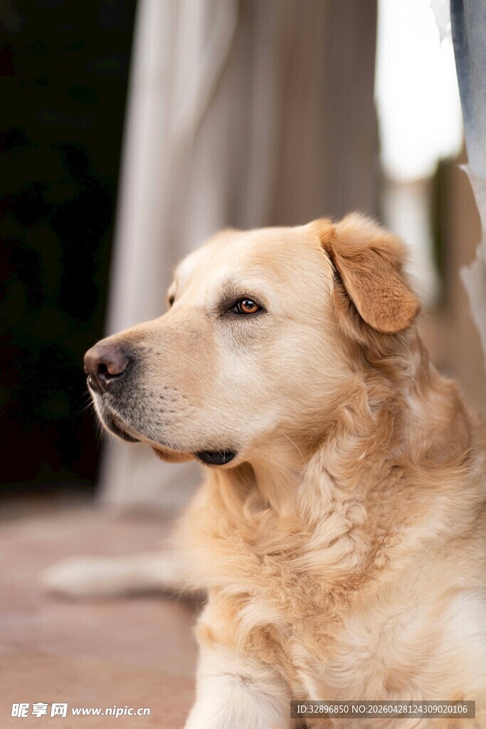温顺金毛犬安静休憩