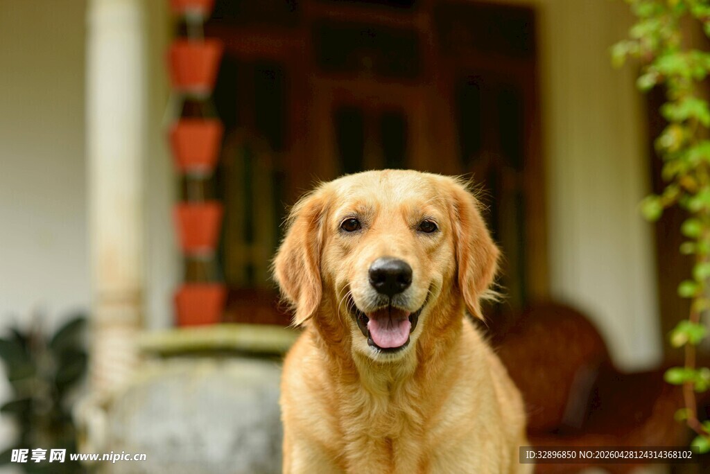 可爱金毛犬户外开心模样