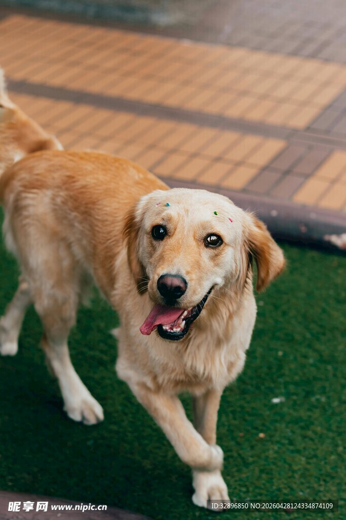 可爱金毛犬在绿色地面行走