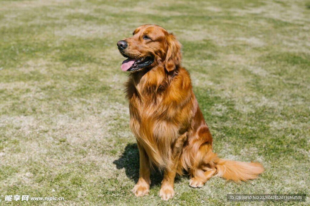 阳光下的金毛犬