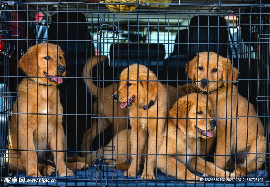 笼中可爱金毛幼犬