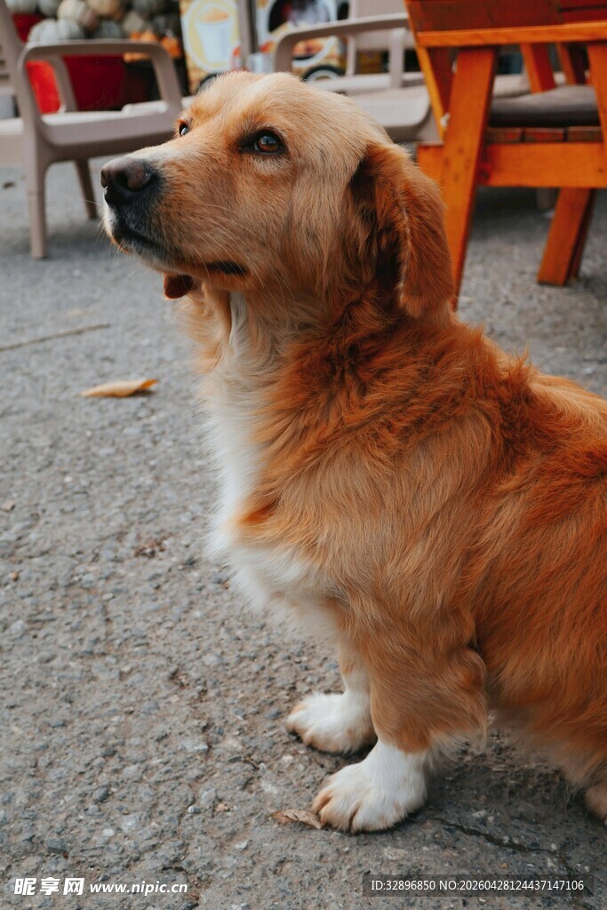可爱金毛犬户外仰头