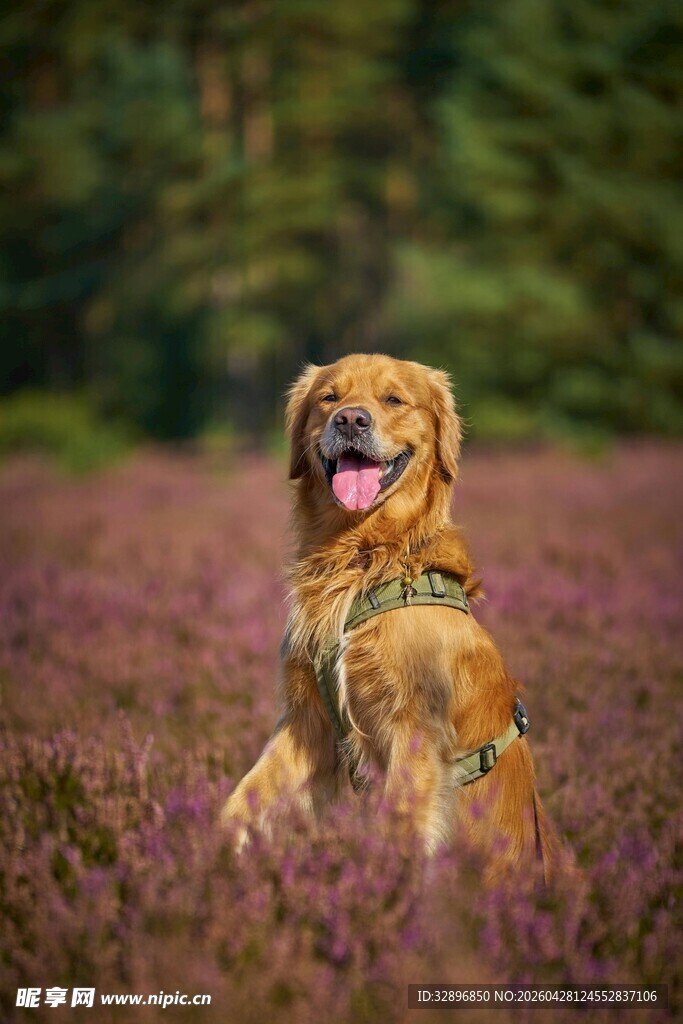金毛犬置身绚烂花田