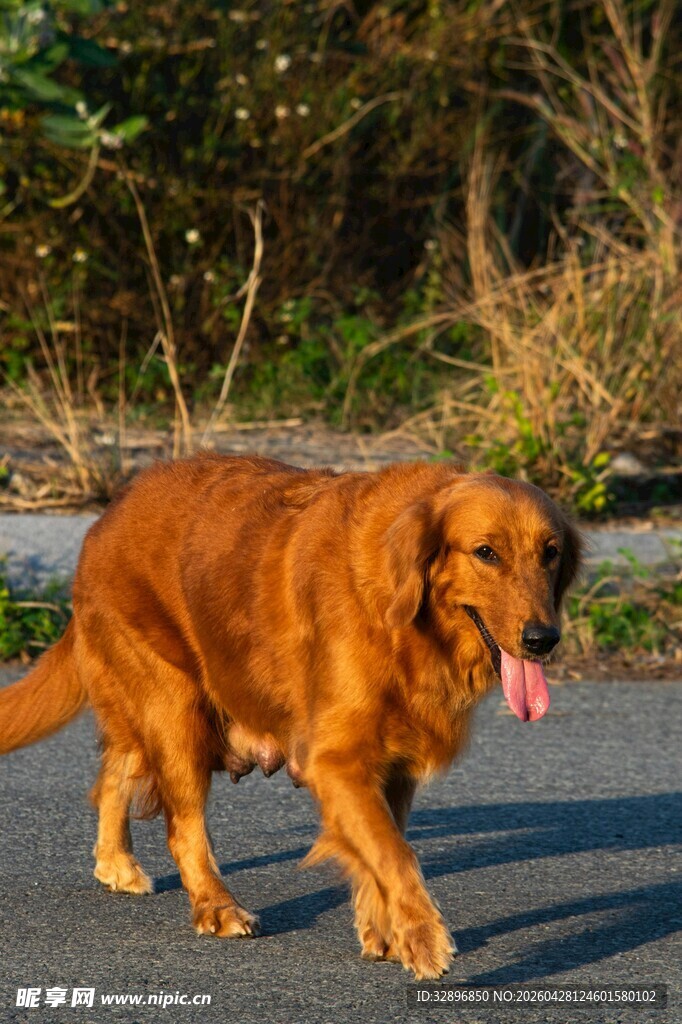 阳光下漫步的金毛犬