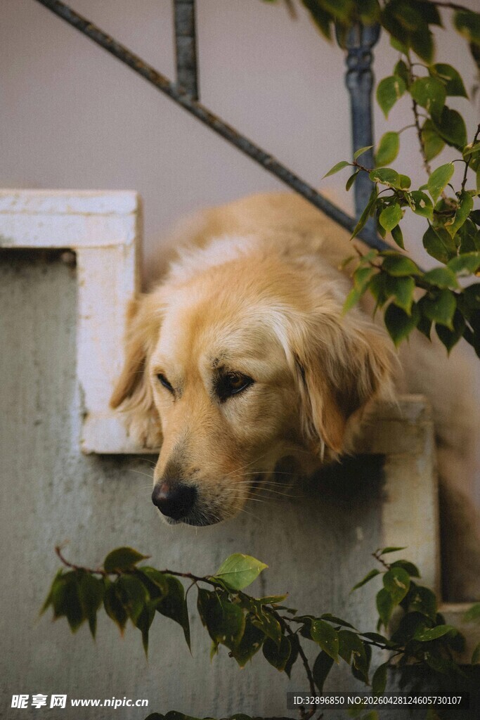 窗边探头的金毛犬