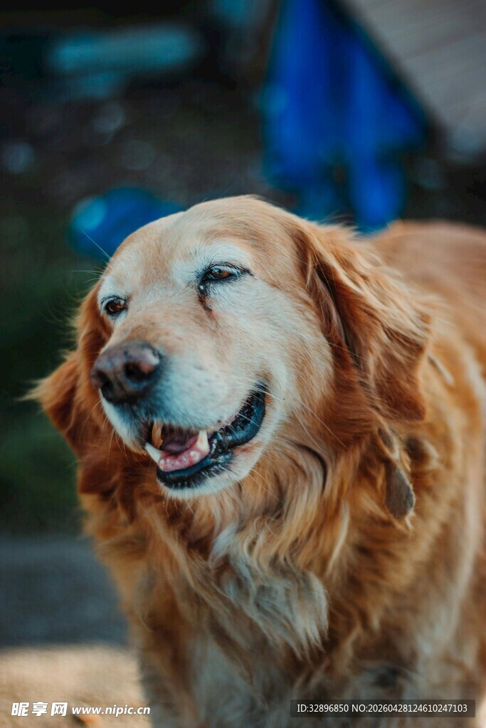 微笑的金毛犬