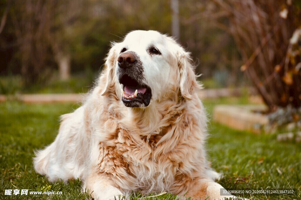 草地上的金毛犬
