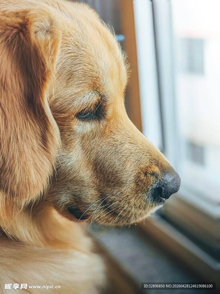 窗边金毛犬的安静侧影
