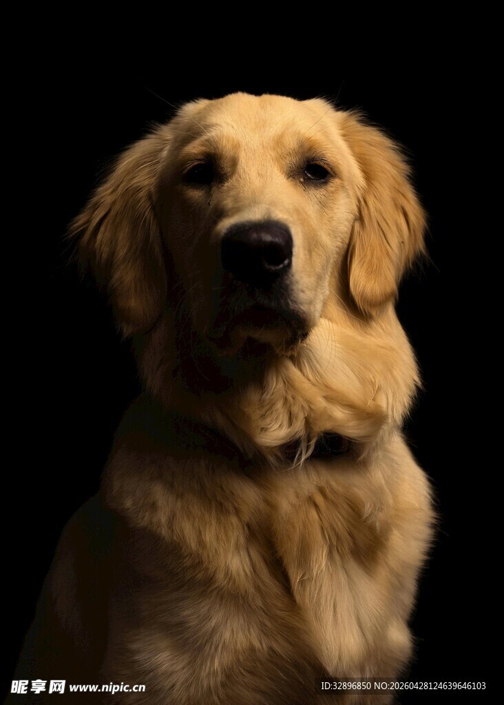 可爱金毛犬的特写