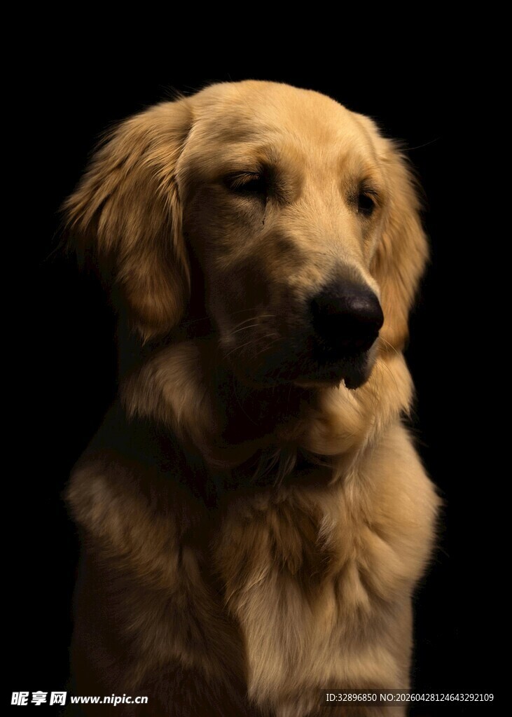 金毛犬的特写肖像