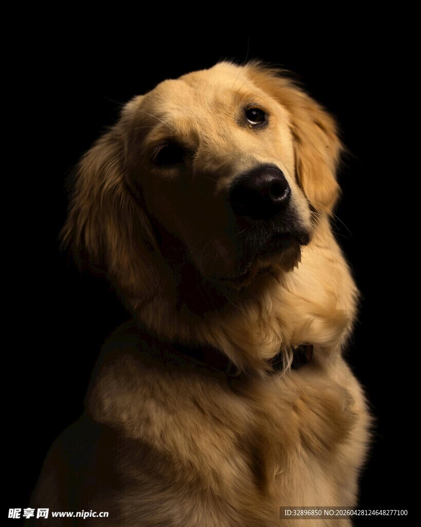 可爱金毛犬的特写