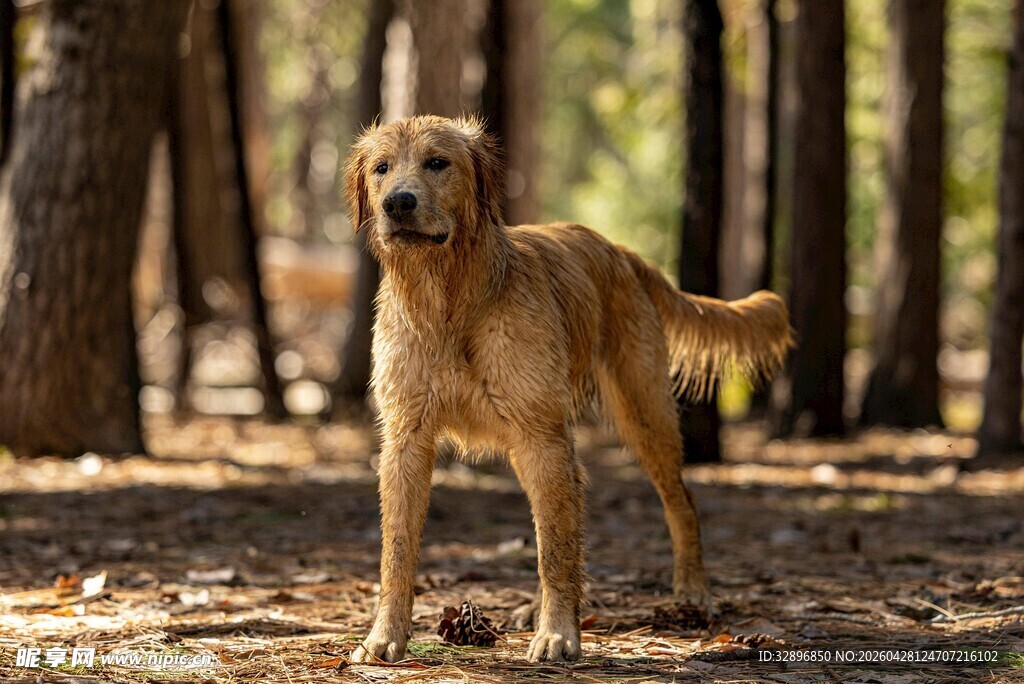 森林中的金毛犬