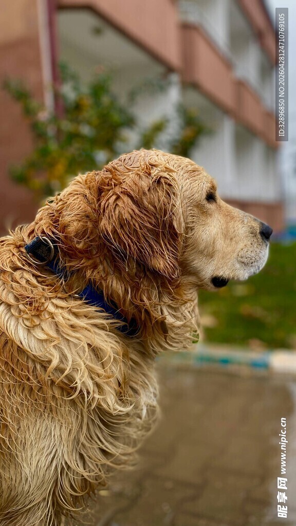 雨中的湿漉漉金毛犬