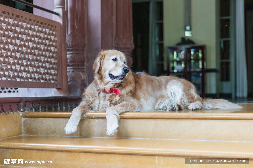 金毛犬惬意趴于木质台阶