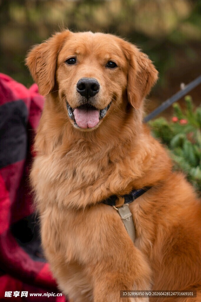 可爱金毛犬惬意模样