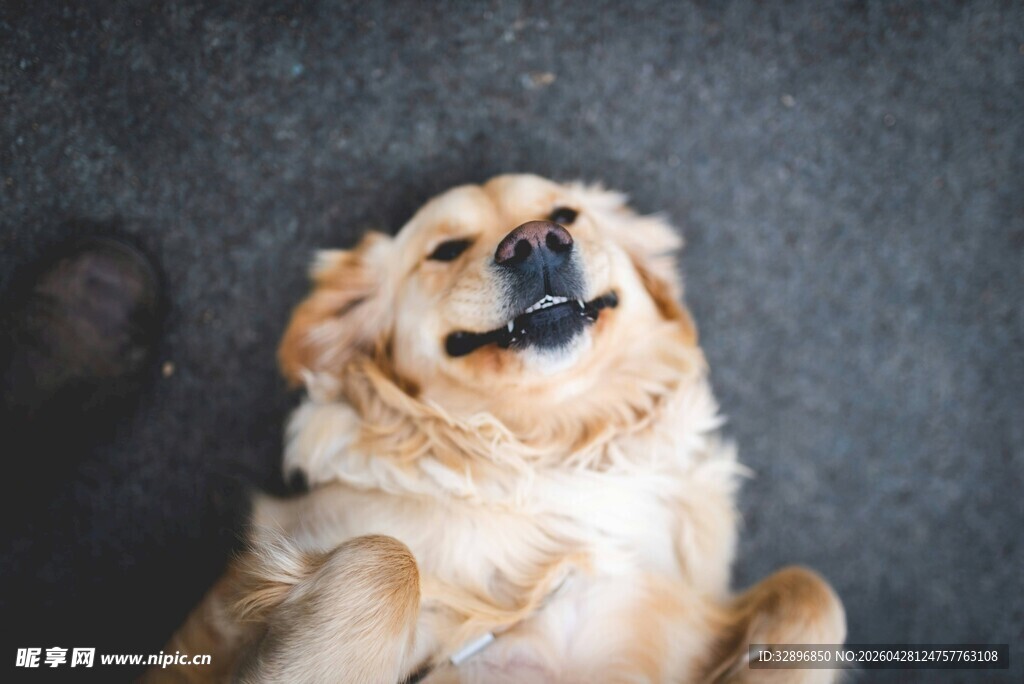 仰头微笑的可爱金毛犬
