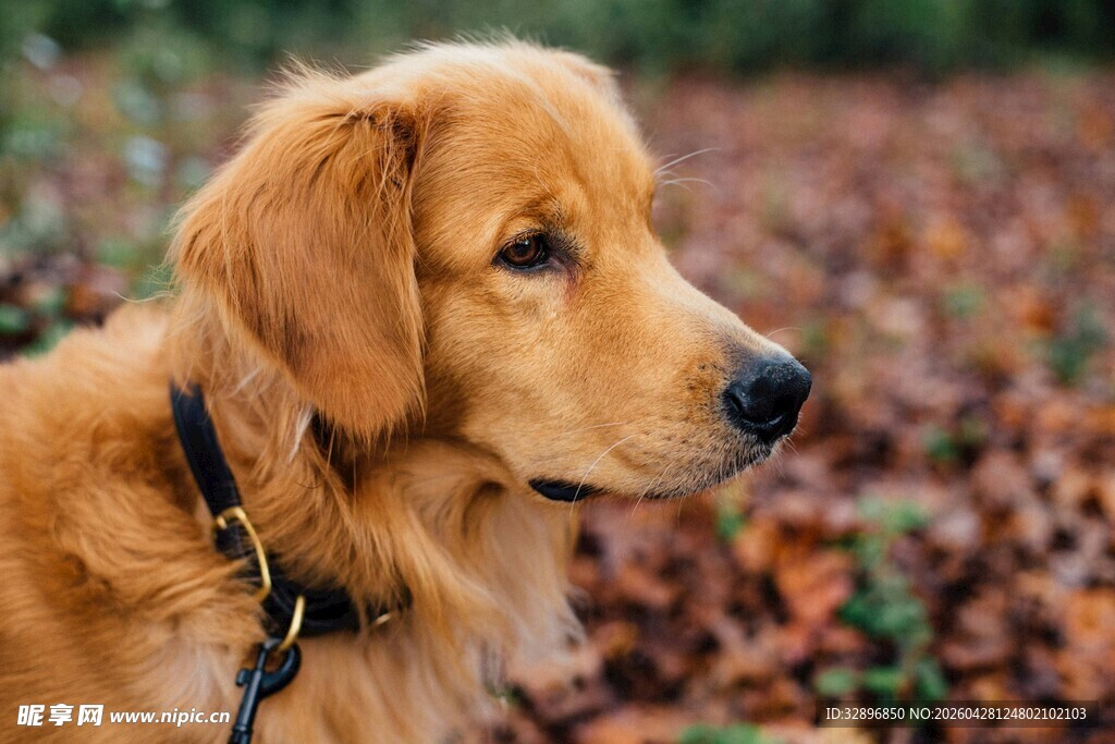 秋日里的金毛犬