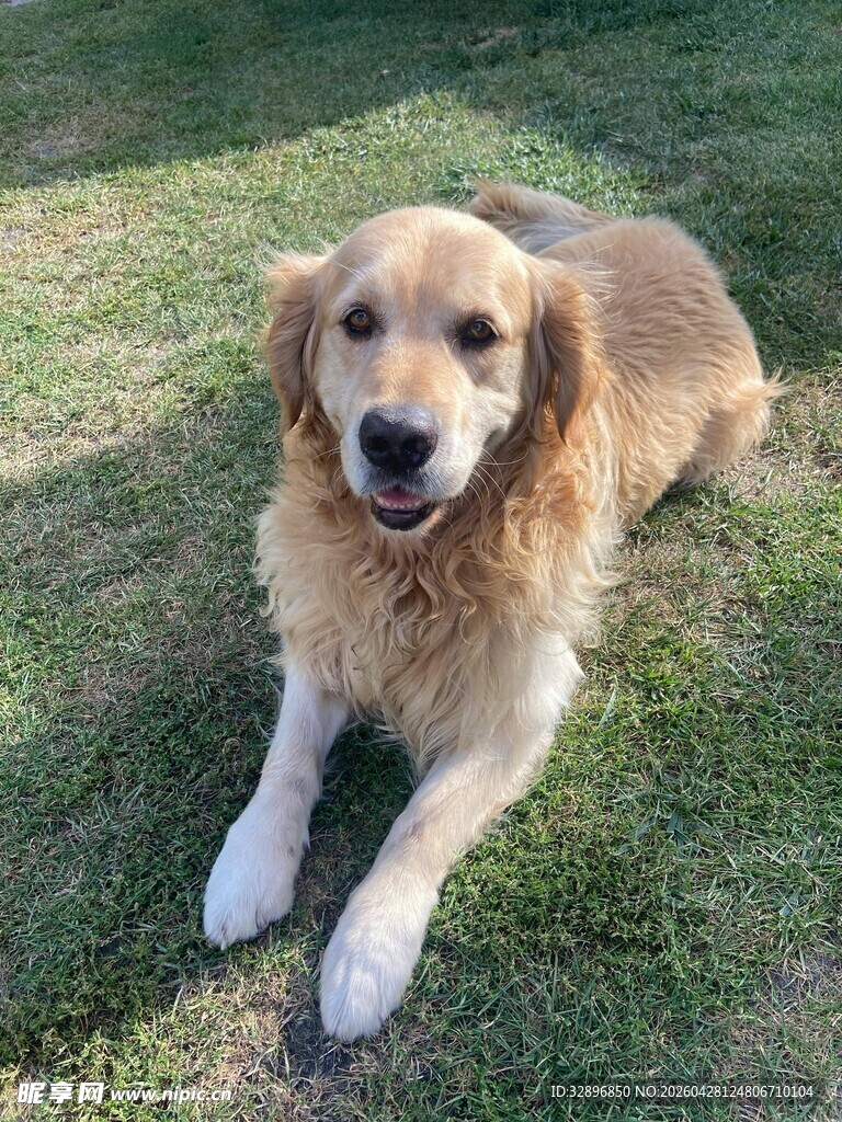 阳光下的金毛犬