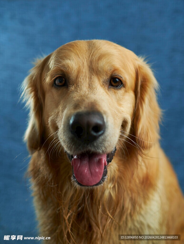 可爱金毛犬的灿烂瞬间