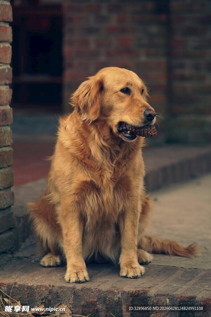 坐着的金毛犬