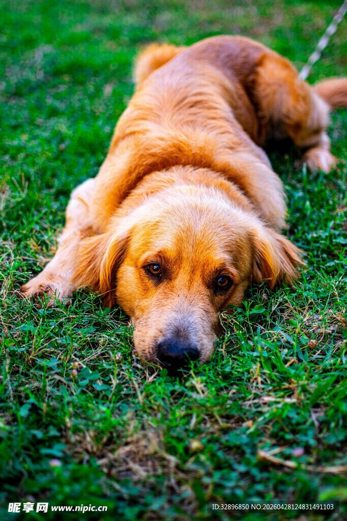 趴在草地上的可爱金毛犬