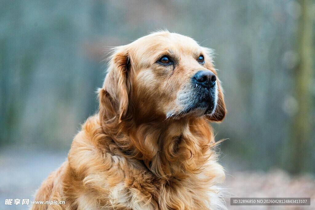 金毛犬户外专注神情