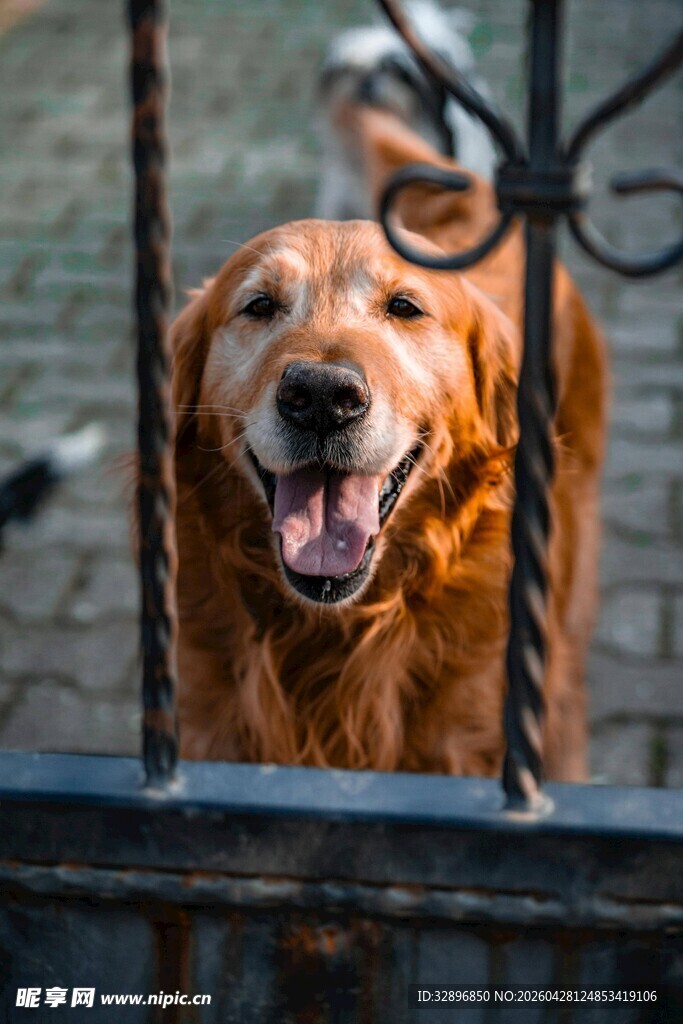 栅栏旁咧嘴笑的金毛犬