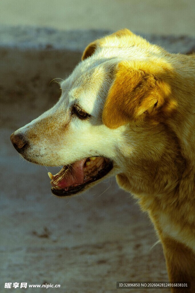 沙滩上的金毛犬