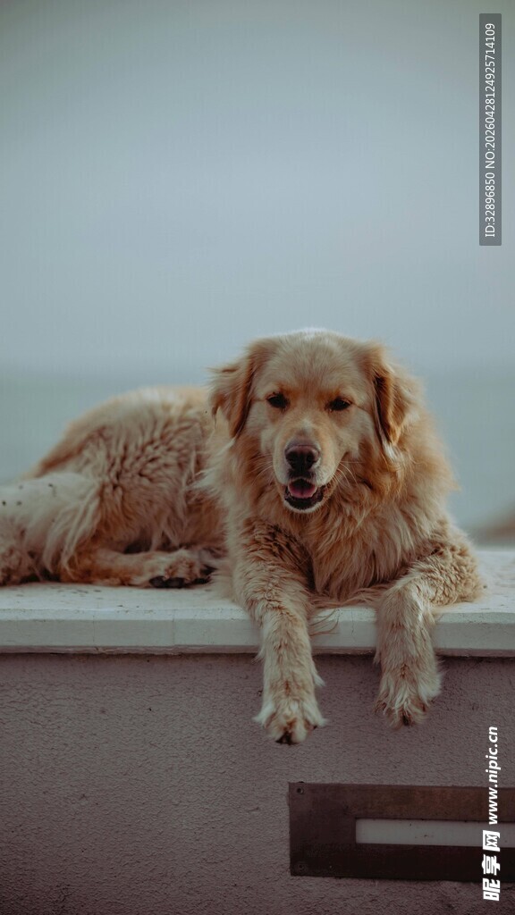 趴着的可爱金毛犬