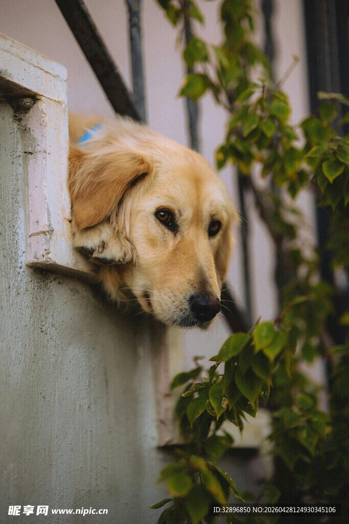 窗边探出头的可爱金毛犬