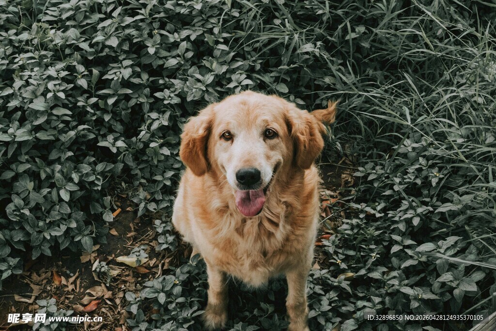 可爱金毛犬站立绿植旁