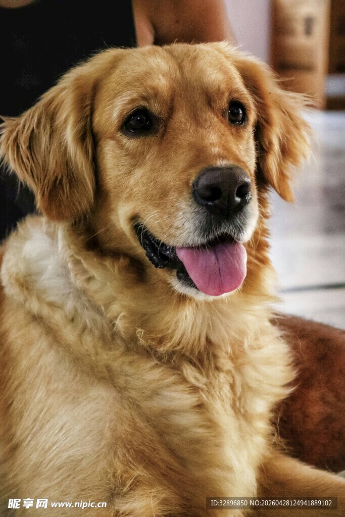 可爱金毛犬吐舌惬意模样