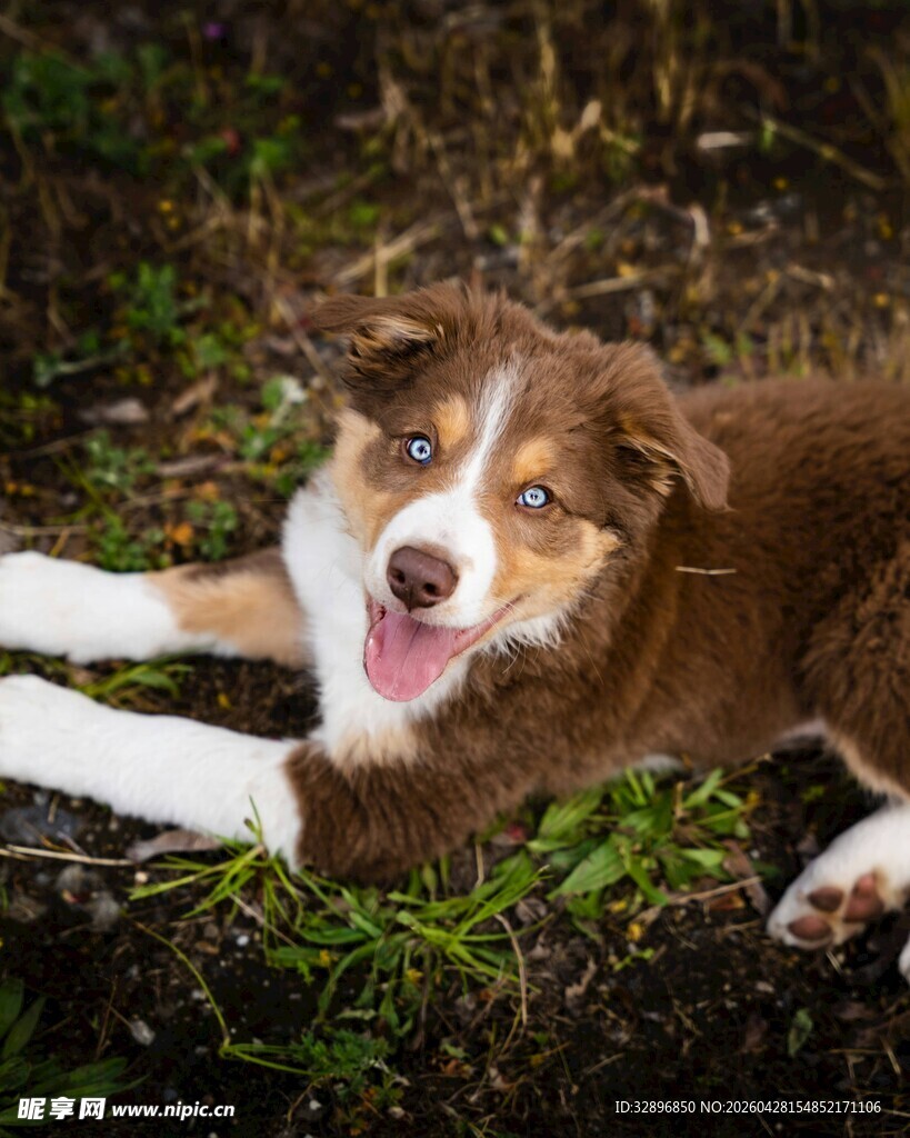 趴在草地上的可爱牧羊犬