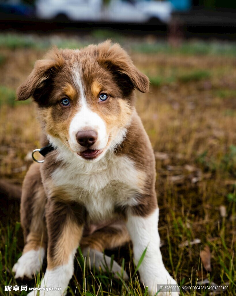可爱边牧幼犬坐于草地