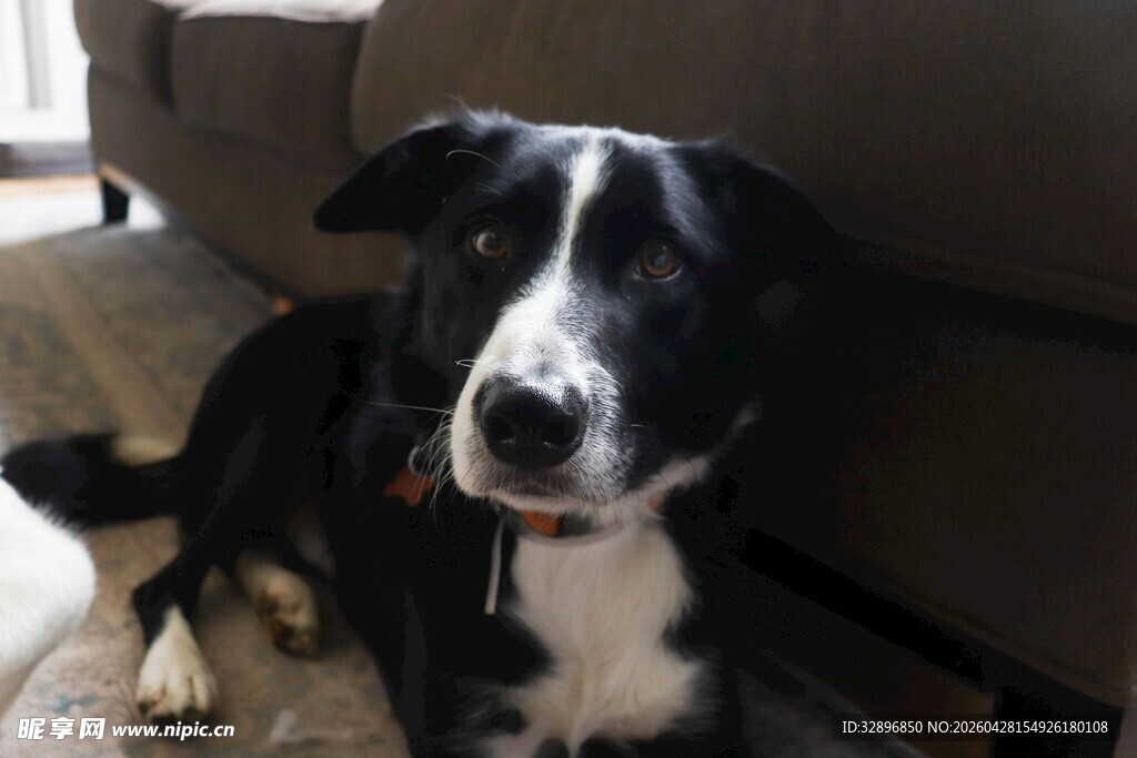 黑白萌犬惬意趴坐