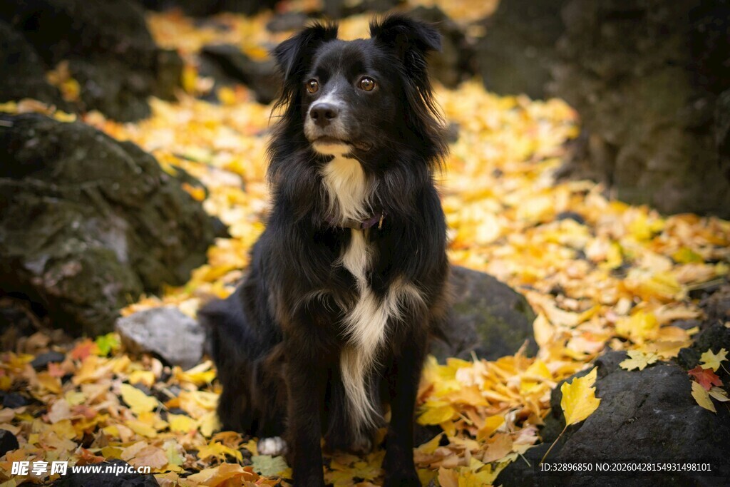 秋日中静坐的边牧犬