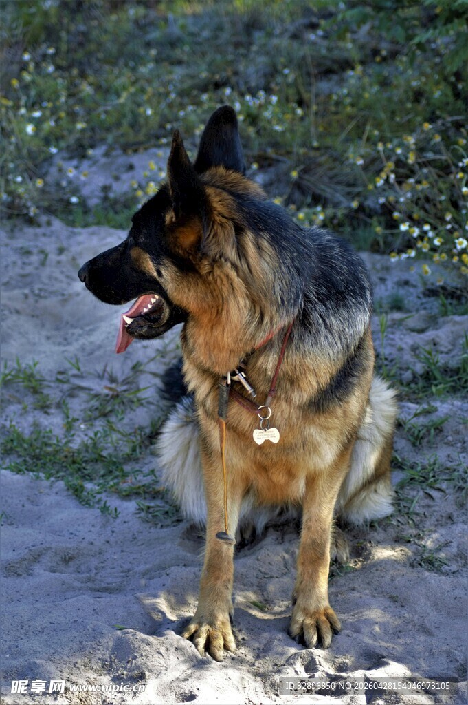 德国牧羊犬户外休憩