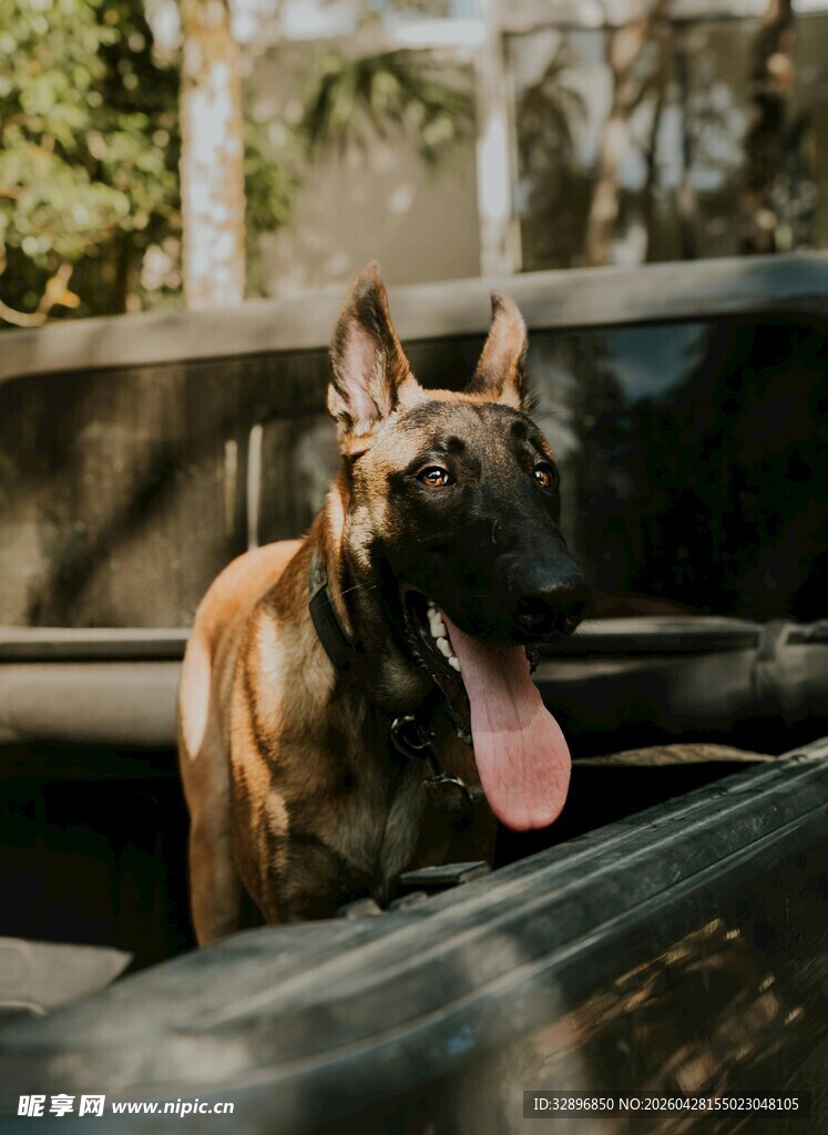 车内吐舌的帅气马犬
