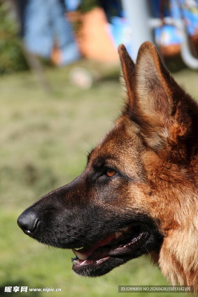 德国牧羊犬特写