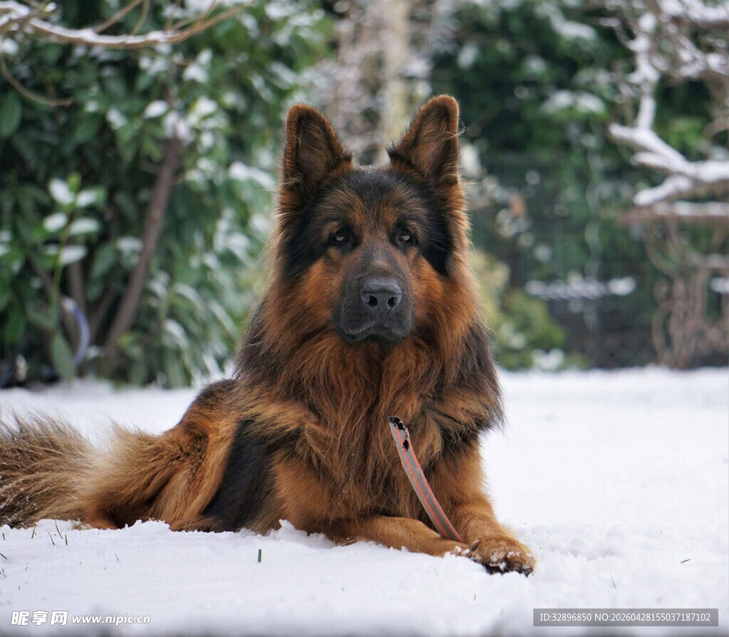 雪地中的德国牧羊犬