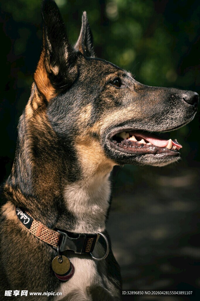 帅气的德国牧羊犬