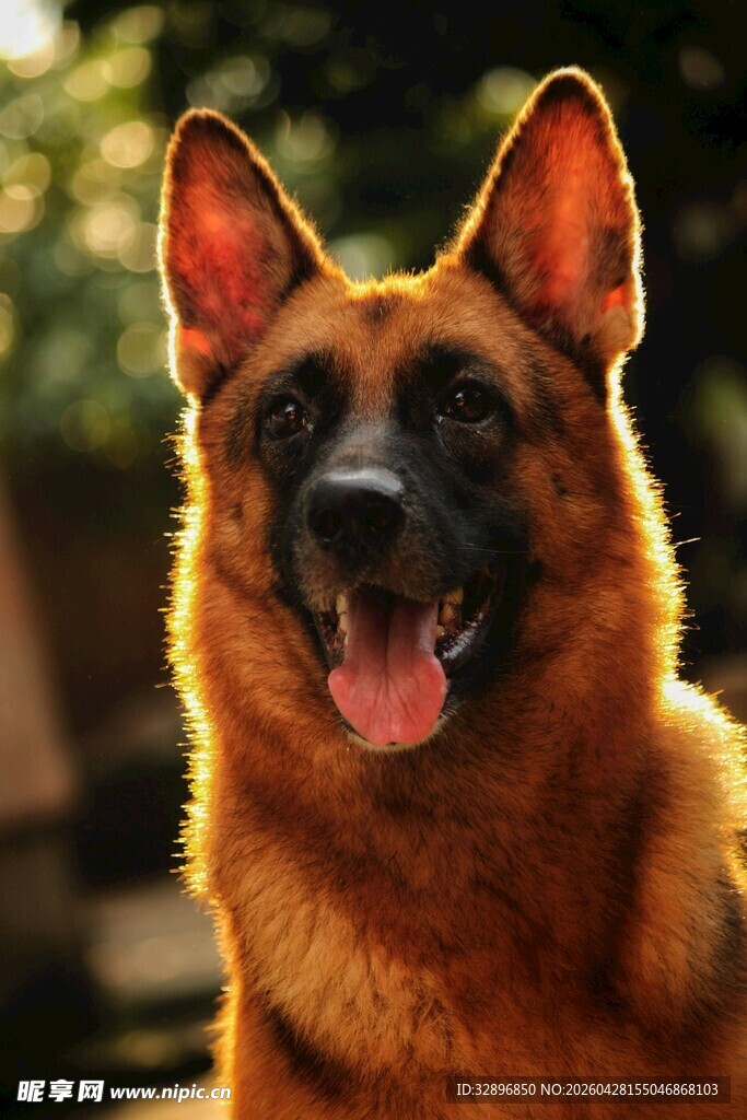 阳光下的德国牧羊犬