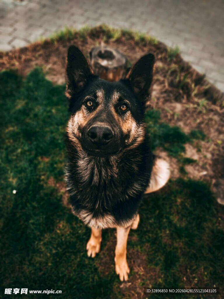 可爱德国牧羊犬蹲坐草地