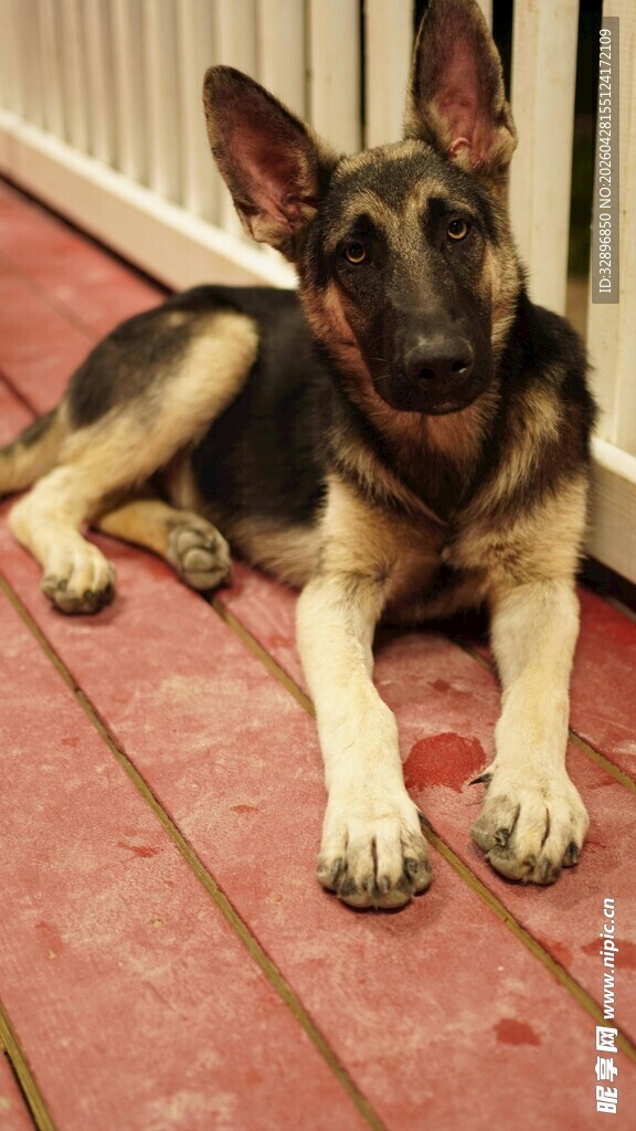 趴着的黑棕相间宠物犬