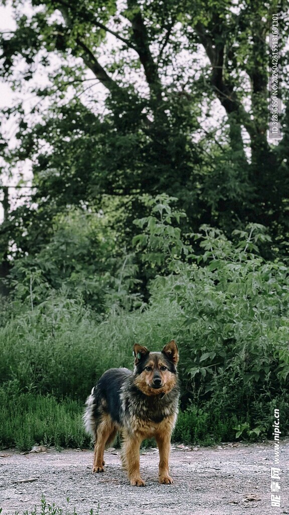 户外站立的德国牧羊犬
