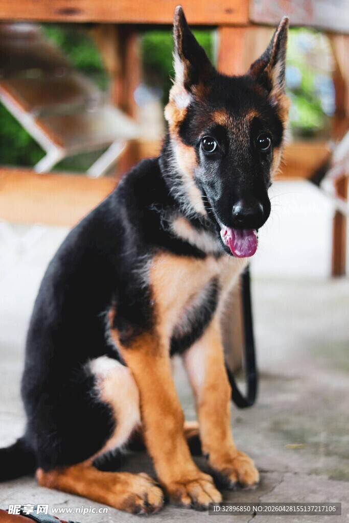 可爱德国牧羊犬坐于户外