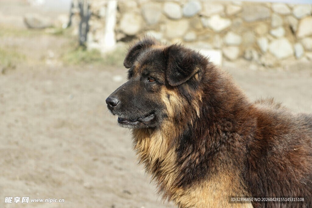 长毛大狗户外侧头凝望