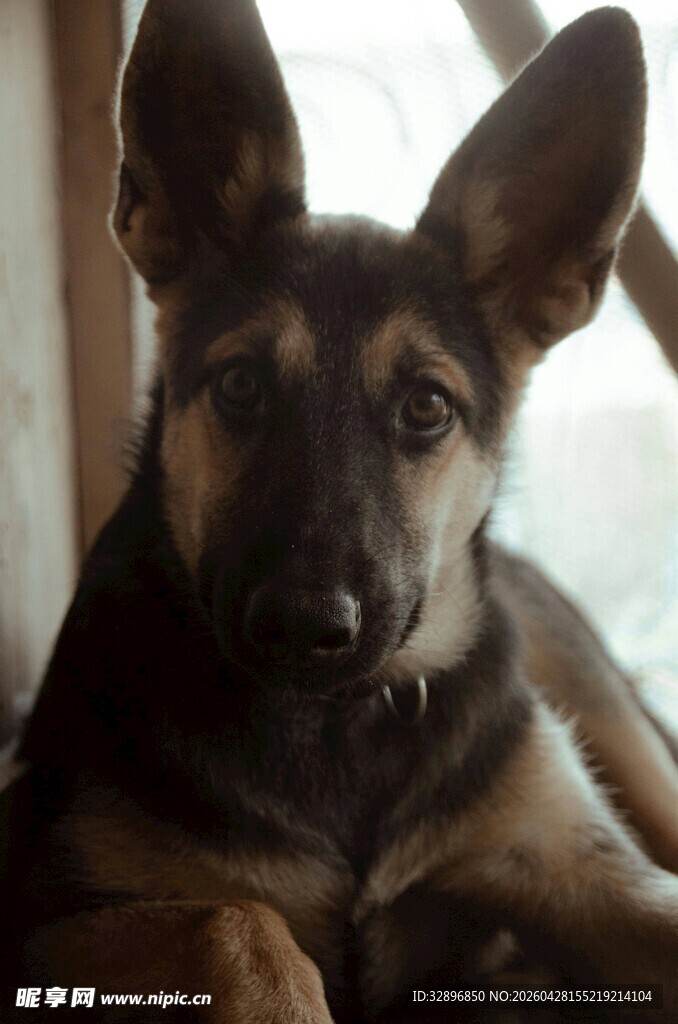 趴着的德国牧羊犬