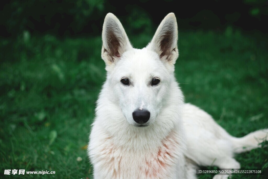 白色立耳犬站立于绿草地